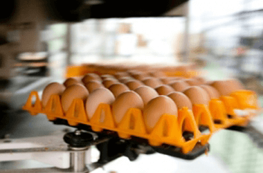 ovos do caramulo