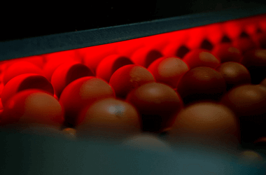Ovos do Caramulo