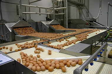 ovofoods derovo espanha ovoprodutos