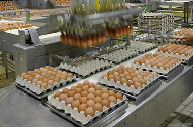 ovofoods derovo espanha ovoprodutos